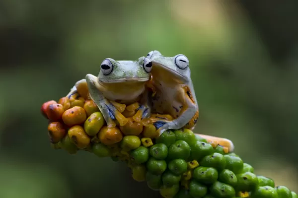 دانلود عکس {title}